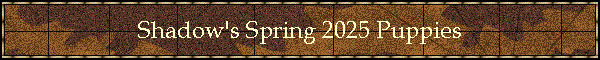 Shadow's Spring 2025 Puppies